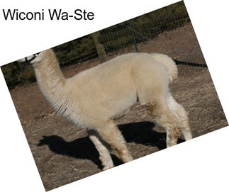 Wiconi Wa-Ste