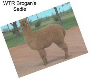 WTR Brogan\'s Sadie