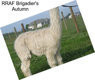 RRAF Brigadier\'s Autumn
