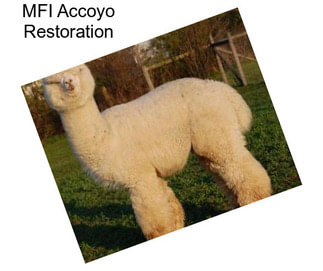 MFI Accoyo Restoration