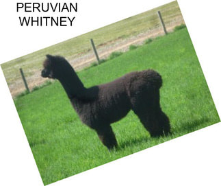 PERUVIAN WHITNEY