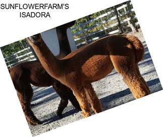 SUNFLOWERFARM\'S ISADORA