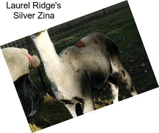 Laurel Ridge\'s Silver Zina
