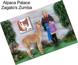Alpaca Palace Zagato\'s Zumba