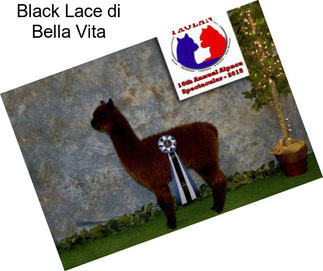 Black Lace di Bella Vita