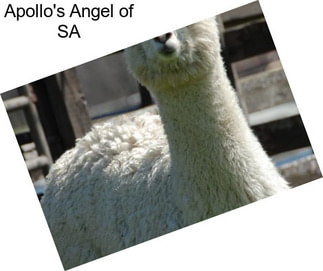 Apollo\'s Angel of SA