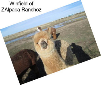 Winfield of ZAlpaca Ranchoz