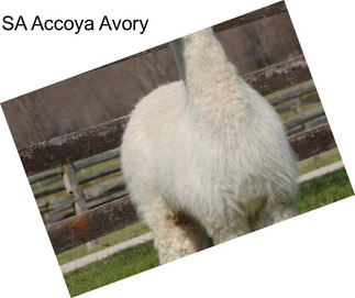 SA Accoya Avory