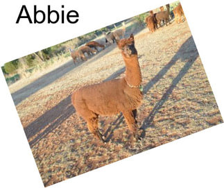 Abbie