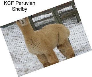 KCF Peruvian Shelby