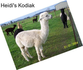 Heidi\'s Kodiak