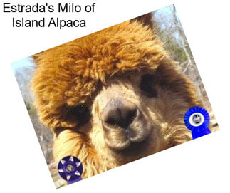 Estrada\'s Milo of Island Alpaca