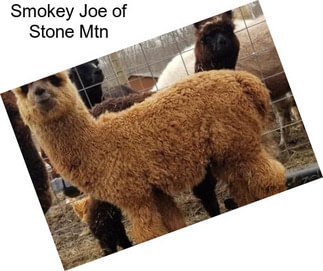 Smokey Joe of Stone Mtn