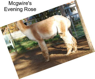 Mcgwire\'s Evening Rose