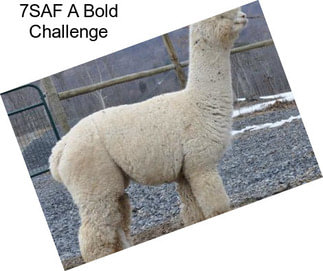7SAF A Bold Challenge