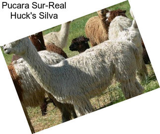 Pucara Sur-Real Huck\'s Silva