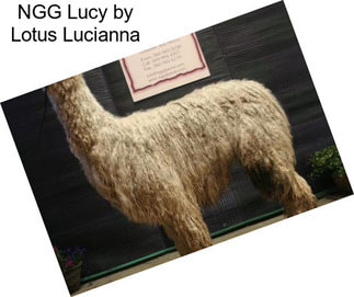 NGG Lucy by Lotus Lucianna