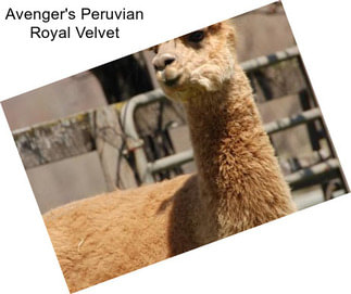 Avenger\'s Peruvian Royal Velvet