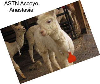 ASTN Accoyo Anastasia