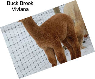 Buck Brook Viviana
