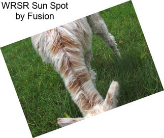 WRSR Sun Spot by Fusion