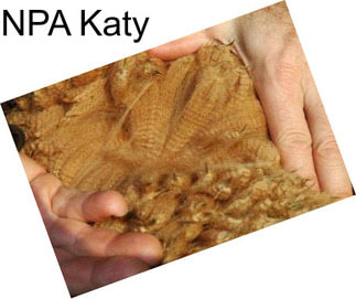 NPA Katy