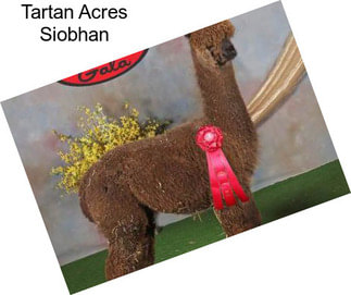 Tartan Acres Siobhan