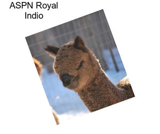 ASPN Royal Indio