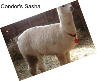 Condor\'s Sasha