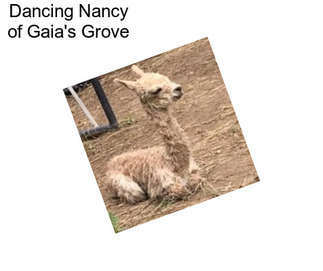 Dancing Nancy of Gaia\'s Grove