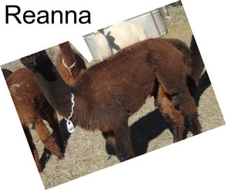 Reanna