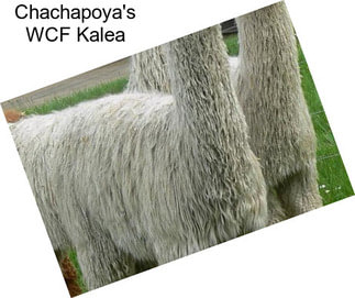 Chachapoya\'s WCF Kalea