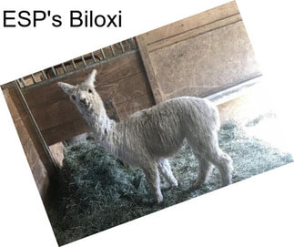 ESP\'s Biloxi
