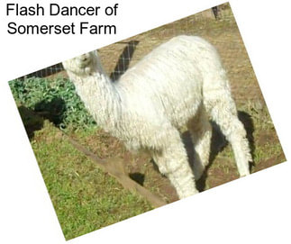 Flash Dancer of Somerset Farm