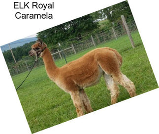 ELK Royal Caramela