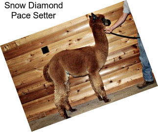 Snow Diamond Pace Setter