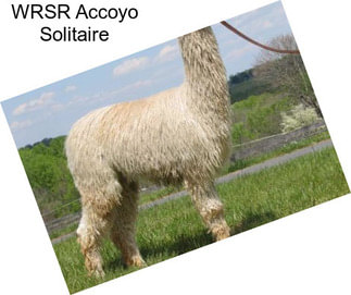 WRSR Accoyo Solitaire