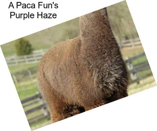 A Paca Fun\'s Purple Haze