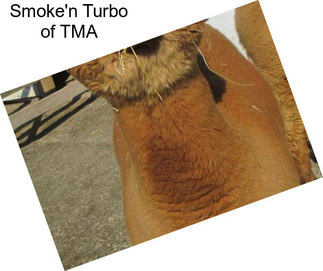 Smoke\'n Turbo of TMA