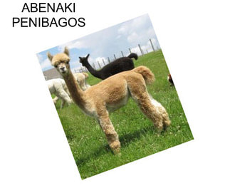 ABENAKI PENIBAGOS