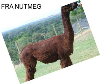 FRA NUTMEG