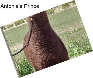 Antonia\'s Prince