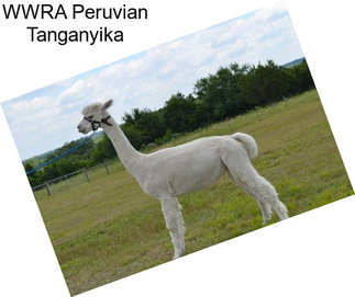 WWRA Peruvian Tanganyika
