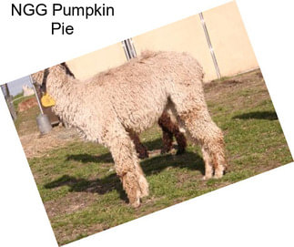 NGG Pumpkin Pie