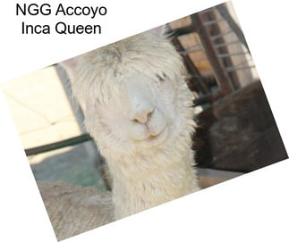 NGG Accoyo Inca Queen