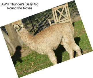 AWH Thunder\'s Sally Go Round the Roses