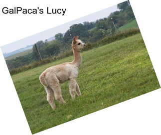 GalPaca\'s Lucy