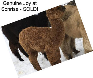 Genuine Joy at Sonrise - SOLD!