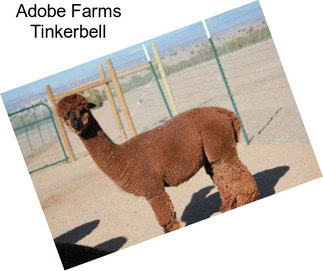 Adobe Farms Tinkerbell