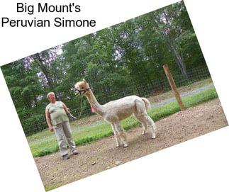 Big Mount\'s Peruvian Simone